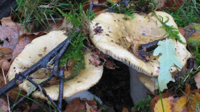 j2fu1accqhe8xigb7adsgcj1y 44en paddenstoel nmp