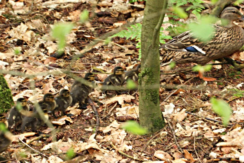 kg36n641bn65dtyo9h3fpg9an 18en eendjes 1