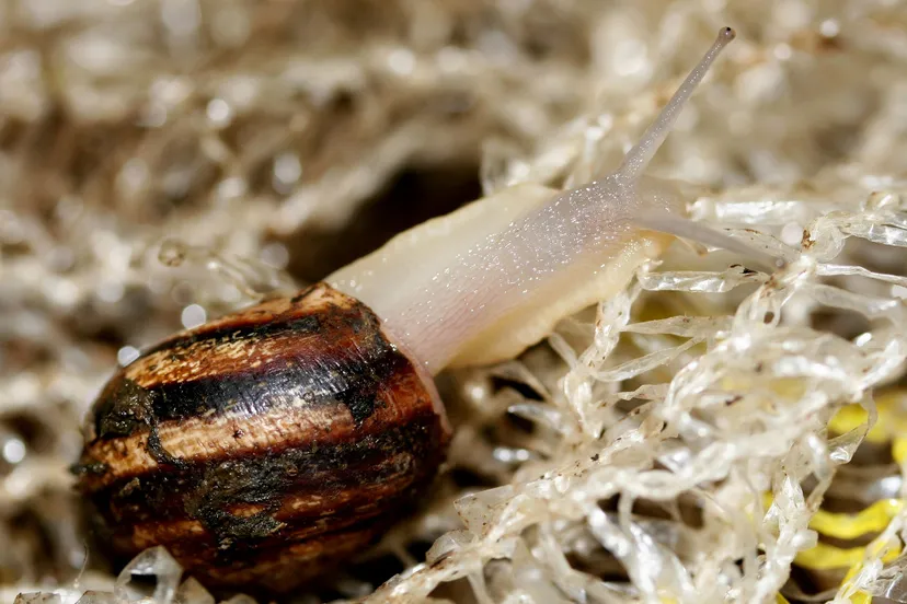 kt2mtw0aocakzy8s408k48ol4 40en slakkenexcursie