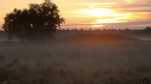 kyf3h9mnvj7t1p13zlelhdinl 44en schapedrift witte wieven