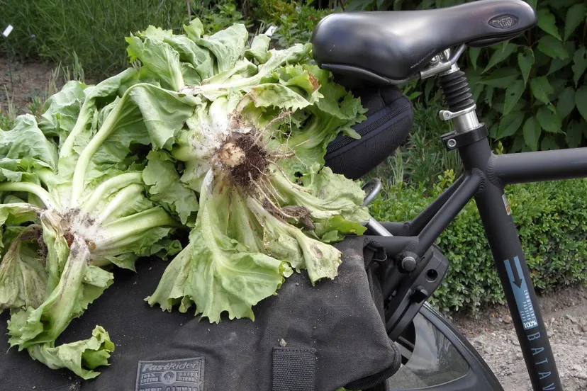 lgh6wjvpu5n8d0wbhrey8w1lh 42en groei bloei