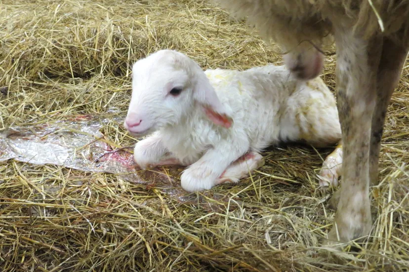 lmk1dqvu22ukfw8cp7k9jel1c 06en lammetje 1