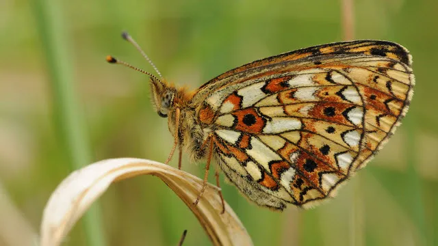 m55wm334p77xzqprglmkfty5w 41 en groei en bloei