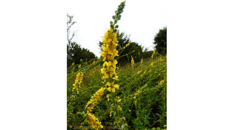 mgjy6531jugg6ey08jztx3oys 39en bianca