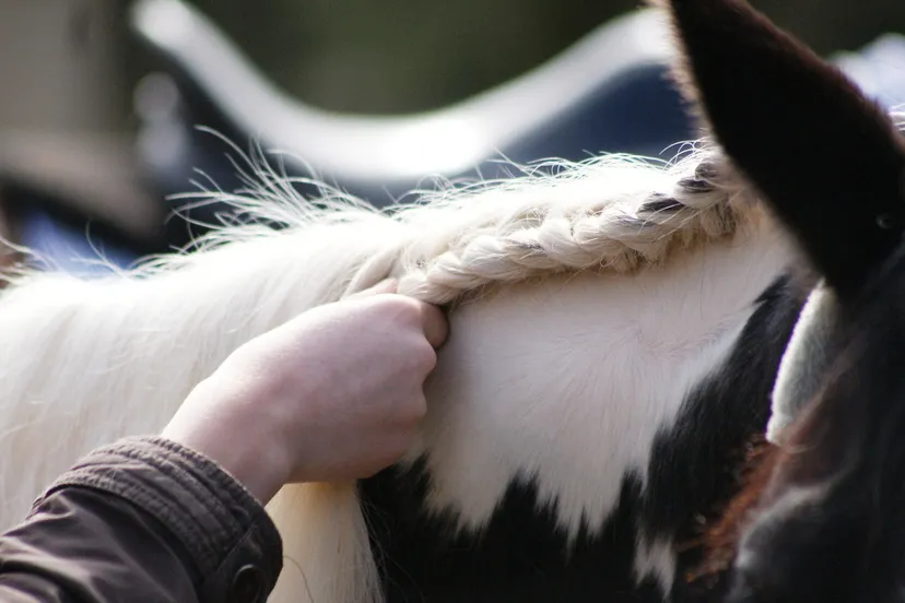 mgq02z0tnbv854gzutslaxidn 11en horse live