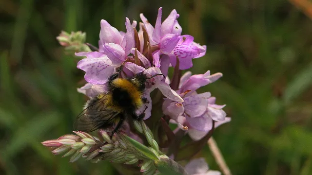 mzn5oxxi43vcqe6yljpr30mi9 49en orchidee