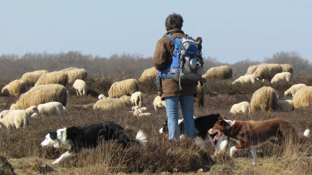 p0cwywtgcbujna2fl0hzrbt64 48en schaapskooi 2