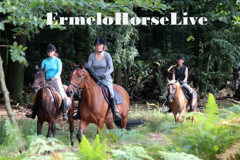 s06rm2cy3qhv18m47ong19wkk 21en ermelohorselive