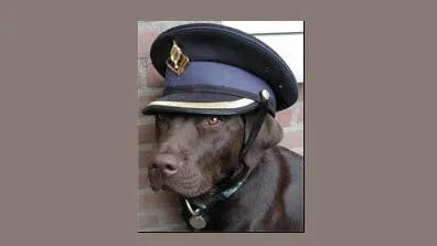 slvj2e0kc3obxmfu1jq5yqaqj dickblaft13