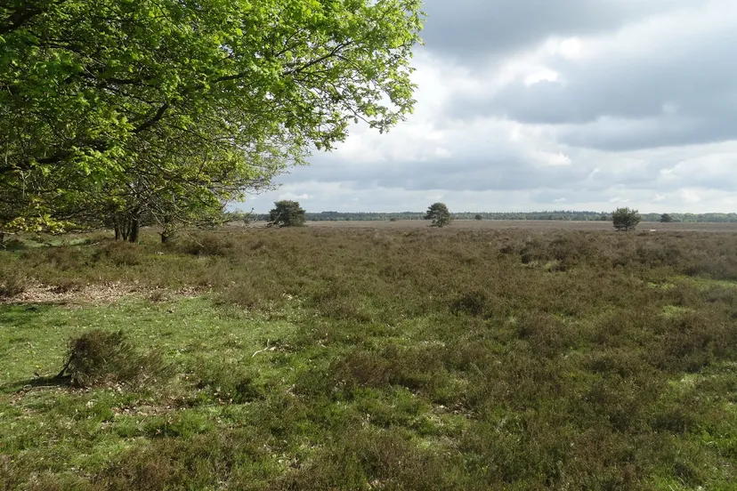 ttwkqp8nwdbkq3a2awqc56dfy 21en houtdorper en speulderveld