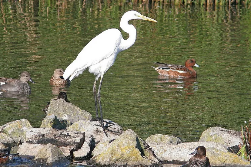 w64ou2fimb0nwf4wkdjbq9h2p 38en vogelexcursie