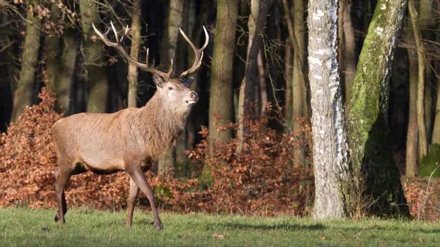 wk78hgkapy3btddlhnjx8dtj8 50en overstekend wild 1