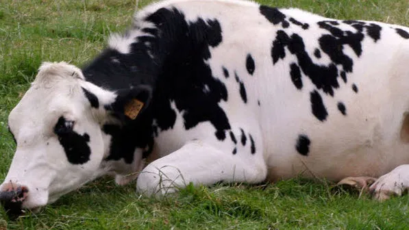 wz7s7p14zqzk1kfdh6nzbcerr 33en koe