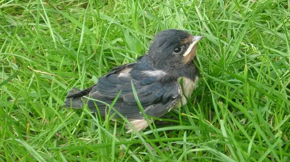 y69oxhrwl0cmxdl1q277qx9kp 17en boerenzwaluw