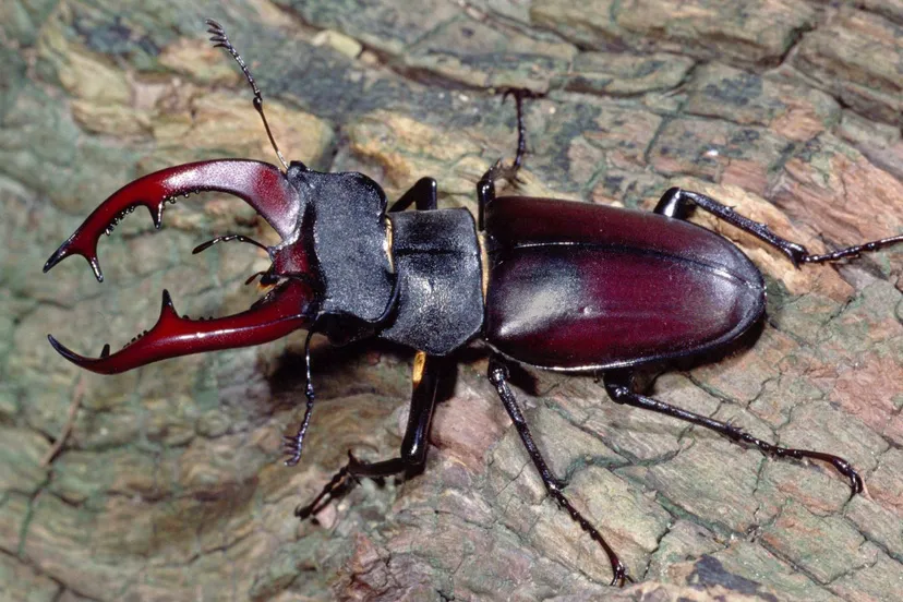 ye5lf1azwllvqvpq3gi0irxnz 24en vliegend hert