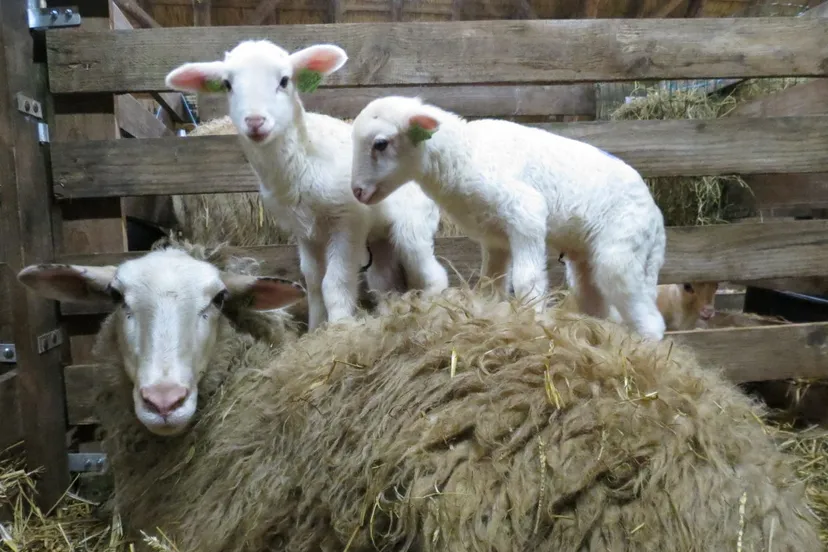 yf02wi6yrtwqpv4wvrdxggfq8 10en lamdag 1