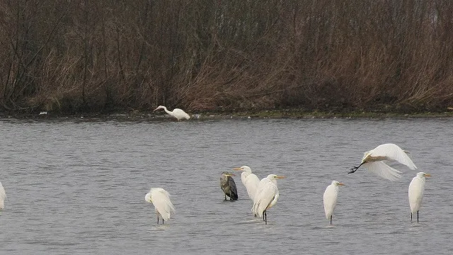 ywvcg2gtnidcs0csqqp8cs0qb 50en nmp