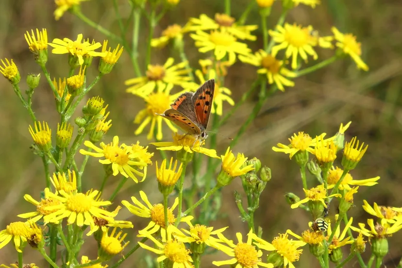 zhx5y434nzjatir35sohibps8 37en grbl