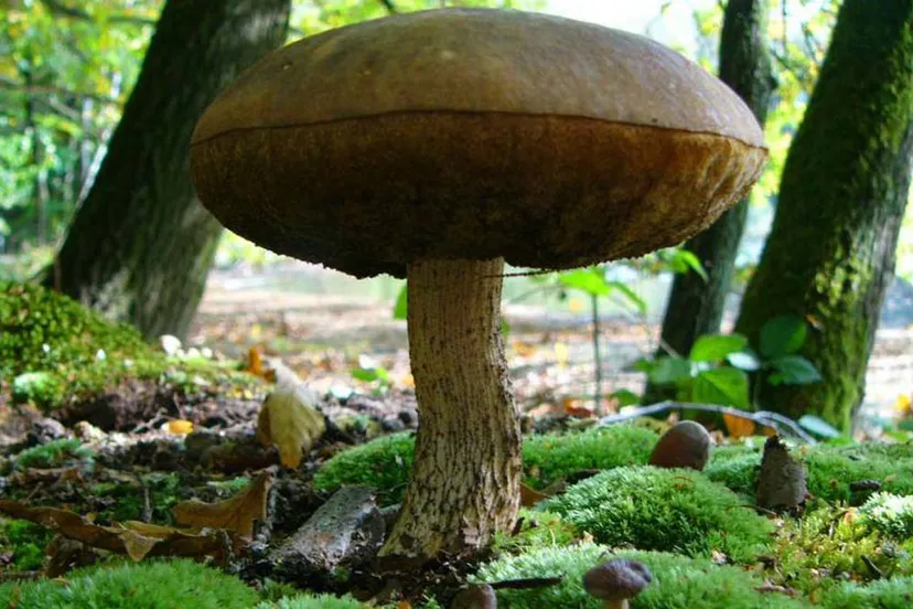 zixqgzckbl5lk036b9i4f5prb 37en paddestoel