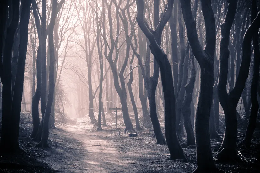 zjzruymcxau8a1j4utvxoijfu 24en woud