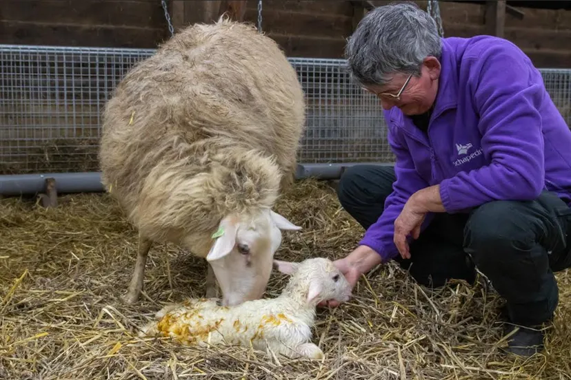 05en eerstelammetje2025