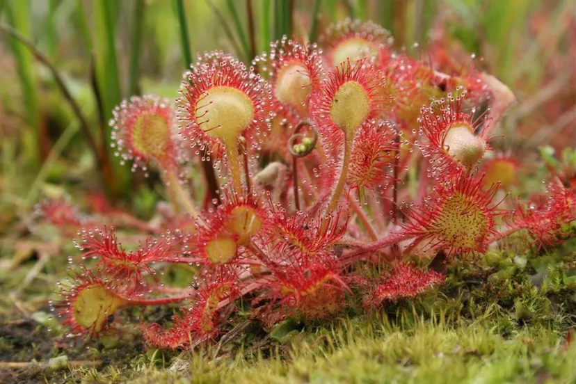 23en plantenexcursie