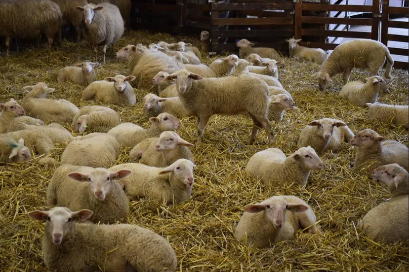 11EN Lammetjesdag2026