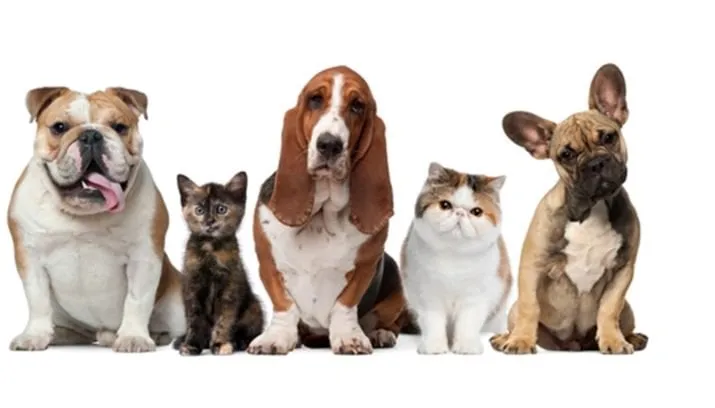 amivedi dieren 715x408