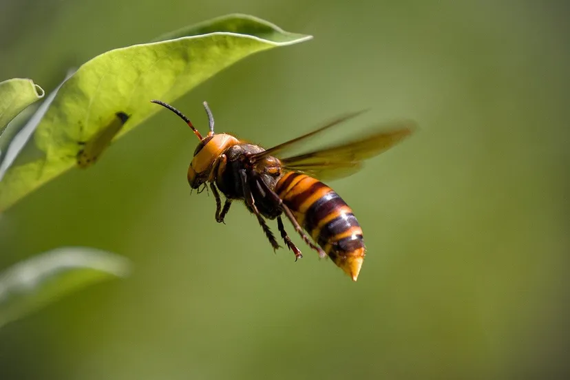 asian giant hornet 8335577 1280