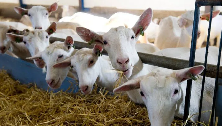 brabant wil apk voor stallen 715x408