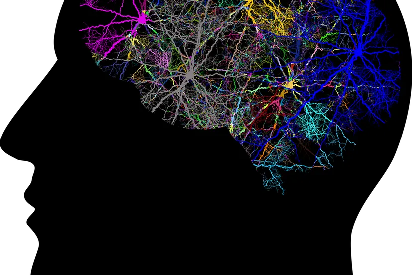 cranium 3244118 1280