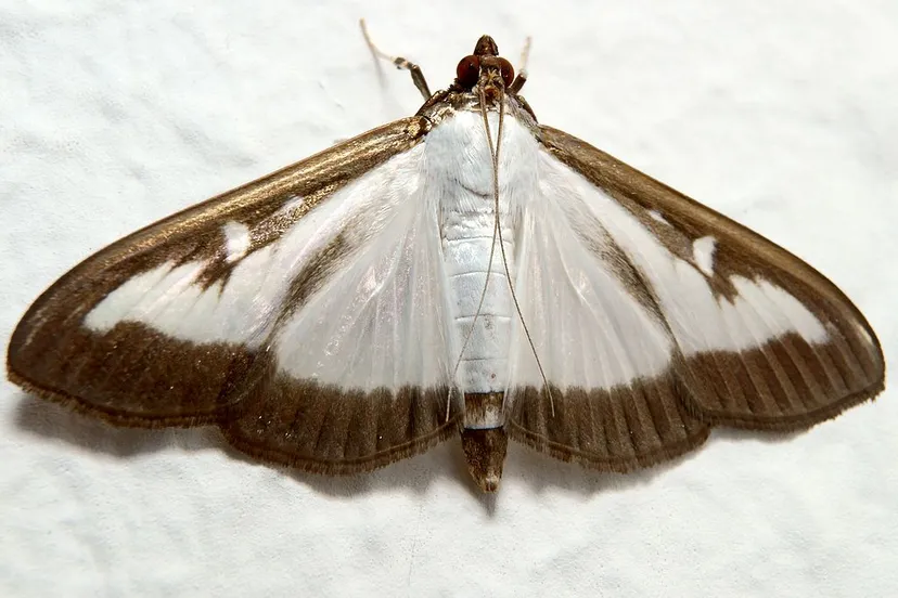 cydalima perspectalis 011997
