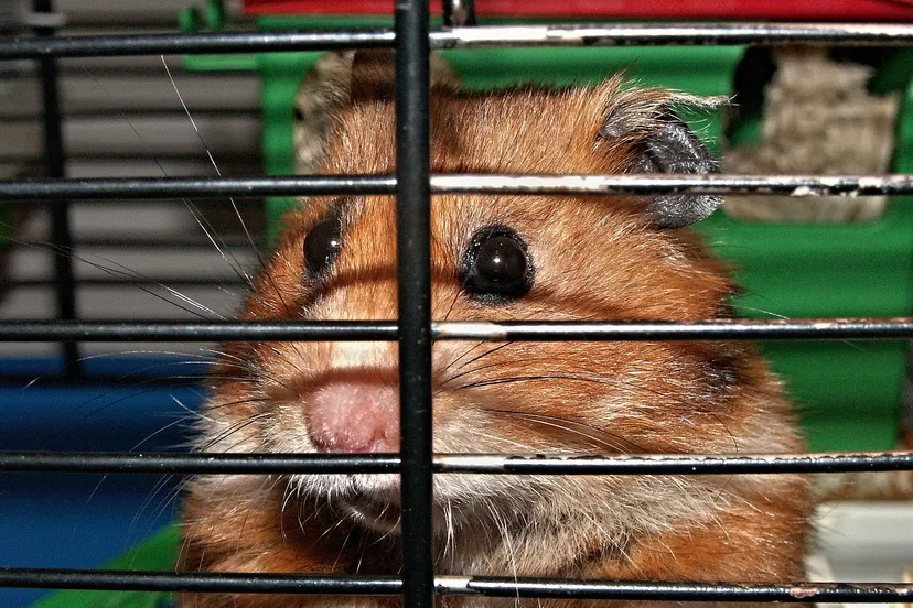 hamster 113069 1280