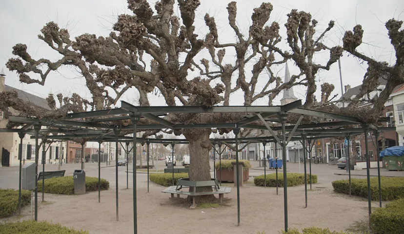 moeierboom etten leur