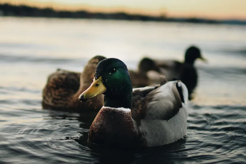 pexels aidan jarrett 660266 e1598168929146