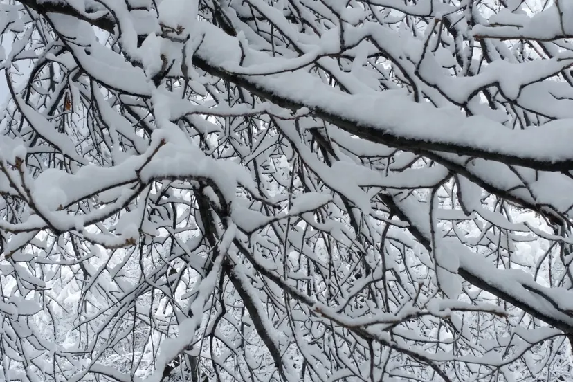 pexels elzbieta d f 1277284