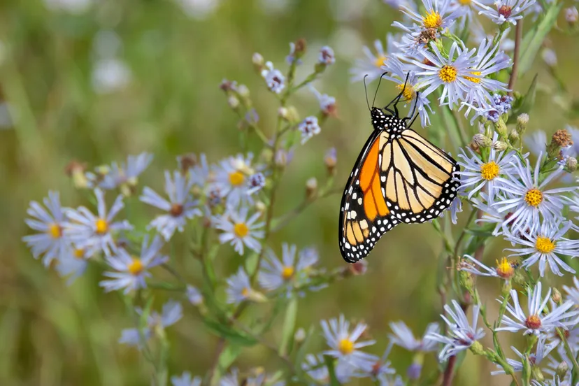 pexels james wheeler 1564634