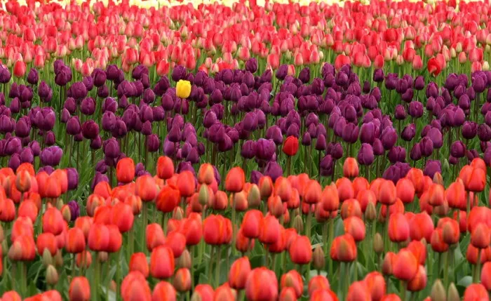 tulips flowers red purple 66921 c1f