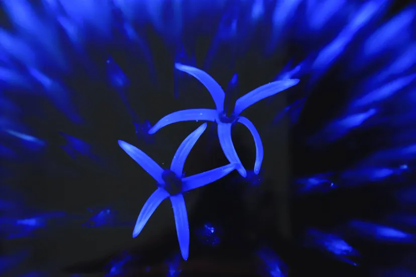 piet van aaken de eerste