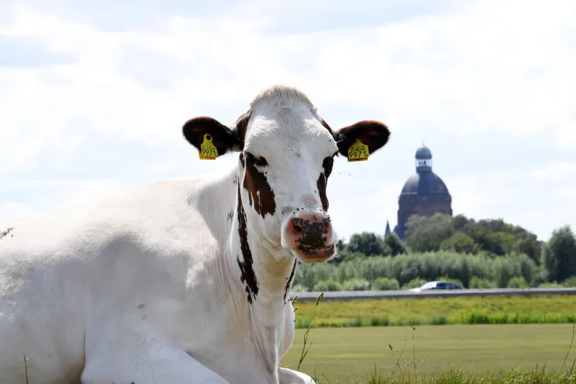 20200819 raamsdonk zomer jst4805