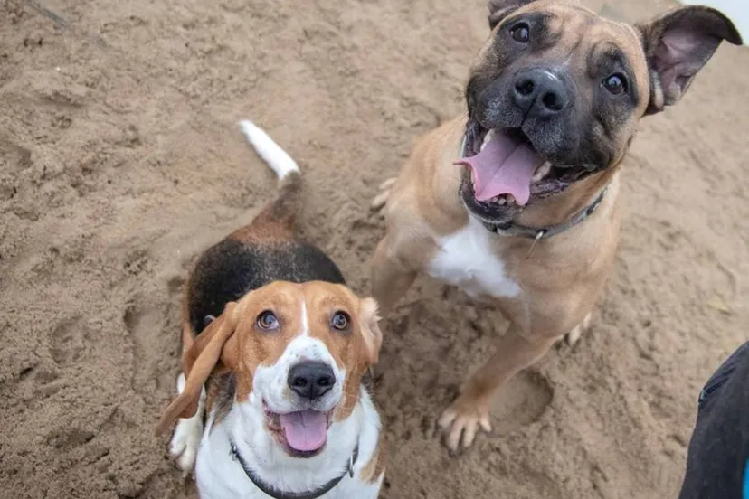 48266753 2041054135956375 1269368401692721152 n 2