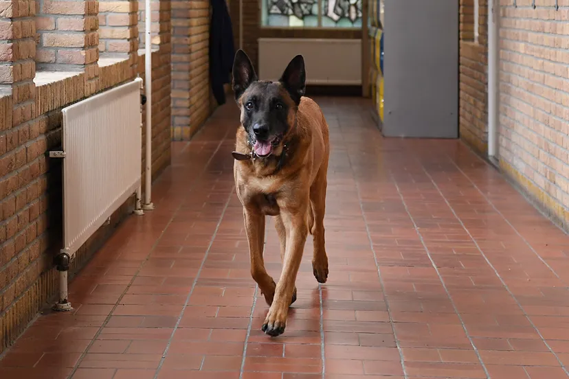 basco een mechelse herder van 11 jaar