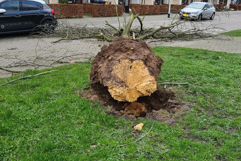 inked274264417 4908544185931715 5170725970877002338 n li