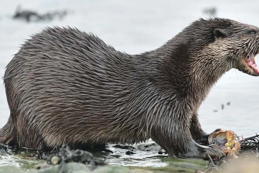 otter lutra lutra foto john williams 1