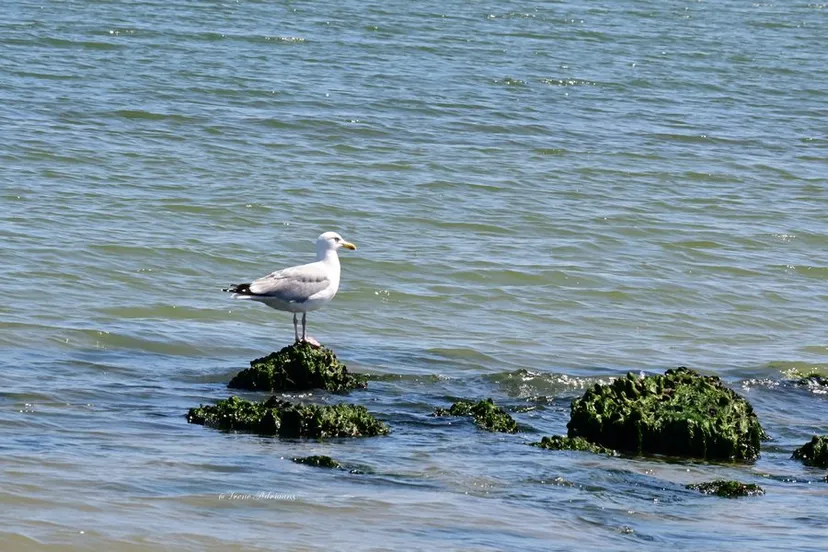 zeeemeeuw strand 1