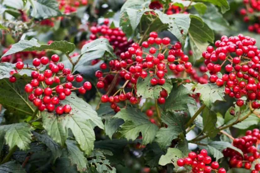 foto bessen ursula entken