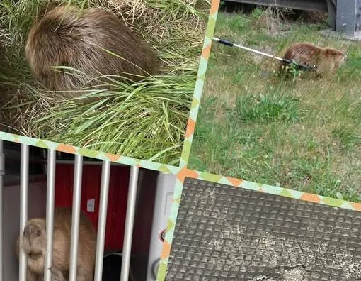 495359657 1079512727550154 1476447504919639992 n