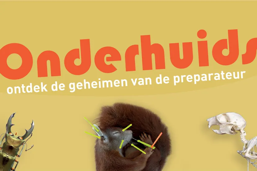 foto natuurmuseum brabant opent nieuwe tentoonstelling onderhuids