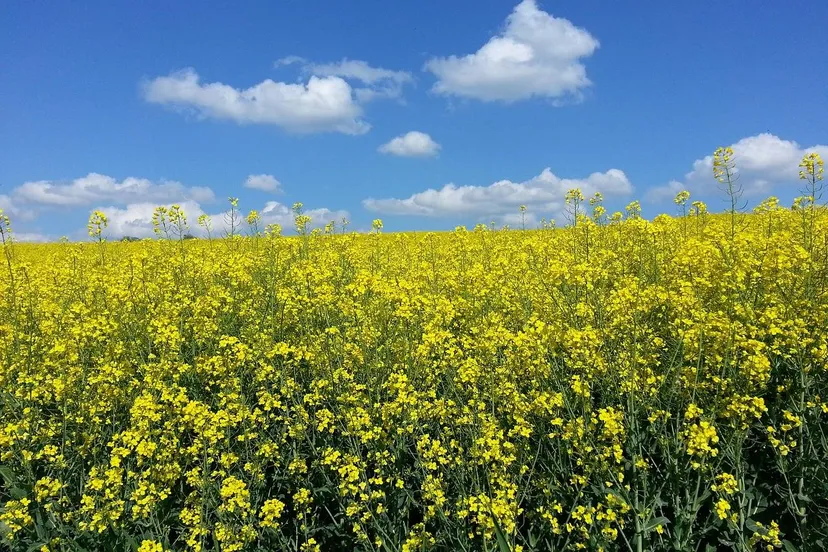oilseed rape 615109 1280