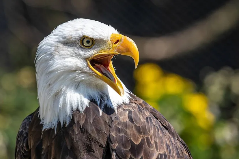 bald-eagle-6491735_1280